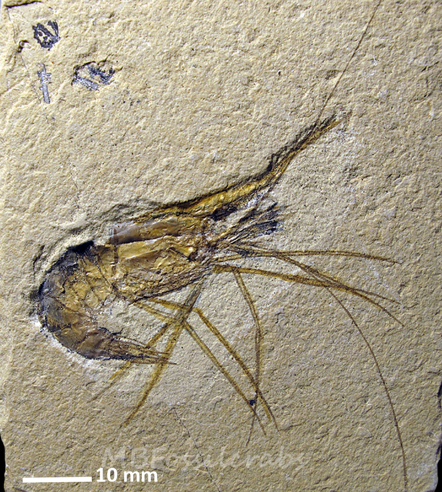Carpopenaeus callirostris